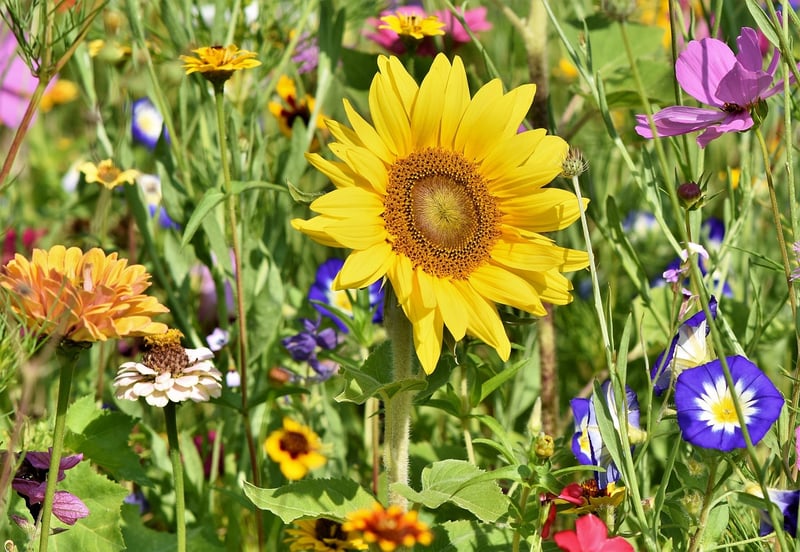 Rainbow Garden