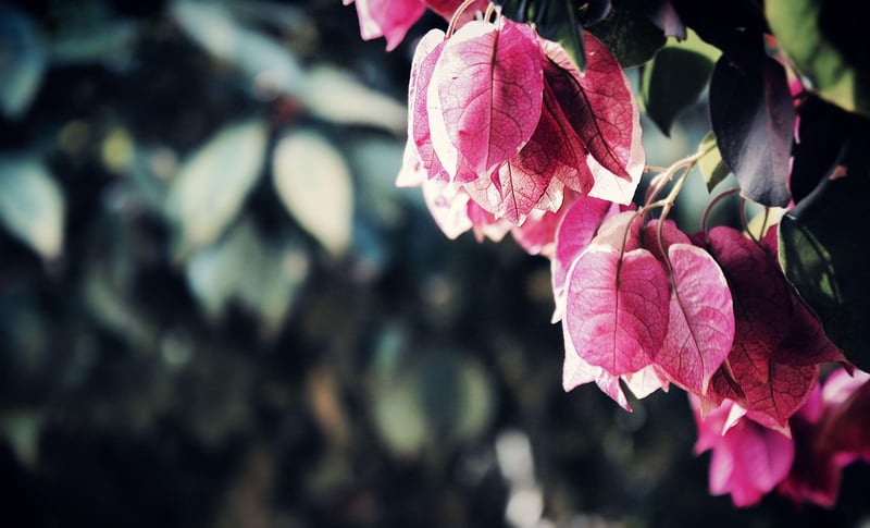 Gardening Image
